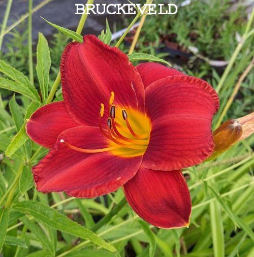 Hemerocallis 'Canadian Goose'