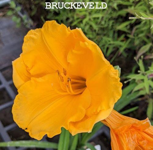 Hemerocallis 'Golden Nuggets' Hemerocallis 'Golden Nuggets'