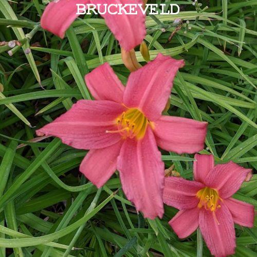 Hemerocallis 'Pink Damask'