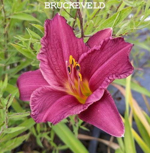 Hemerocallis 'Summerwine'