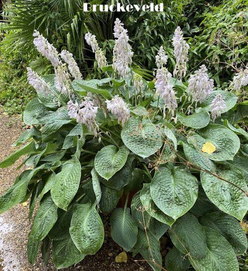 Hosta 'Elegans  (sieboldiana) gescheurd