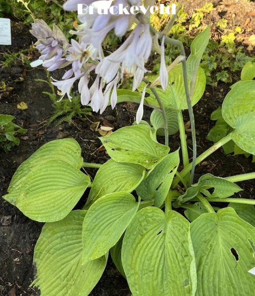 Hosta 'Jurassic Park' ®