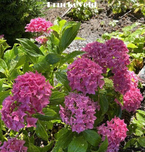Hydrangea mac. 'Little Pink'   (bolvormig)