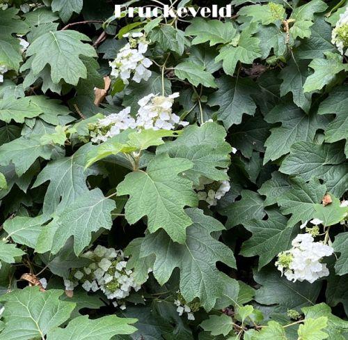 Hydrangea quercifolia Hydrangea quercifolia