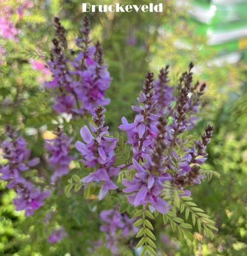 Indigofera heterantha 