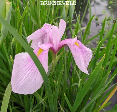 Iris ensata 'Rose Queen'