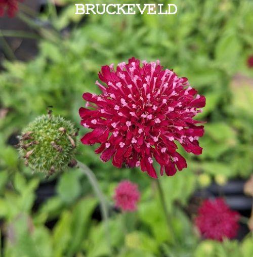 Knautia macedonica 'Mars Midget'
