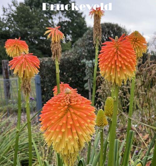 Kniphofia rooperi