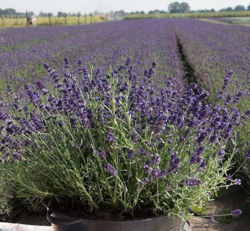 Lavandula ang. 'Ardeche Blue'