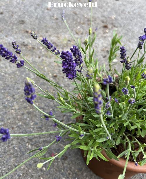 Lavandula ang. 'Spear Blue'