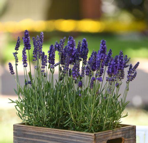 Lavandula ang. 'Spear Blue'