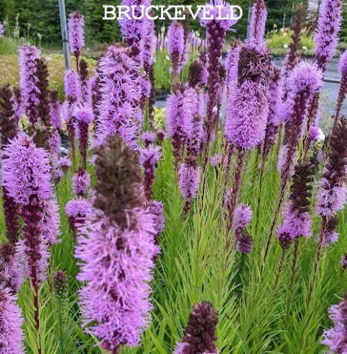 Liatris spicata Liatris spicata