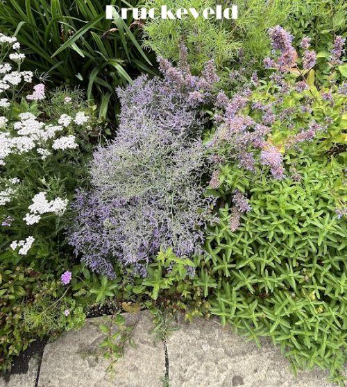 Limonium latifolium