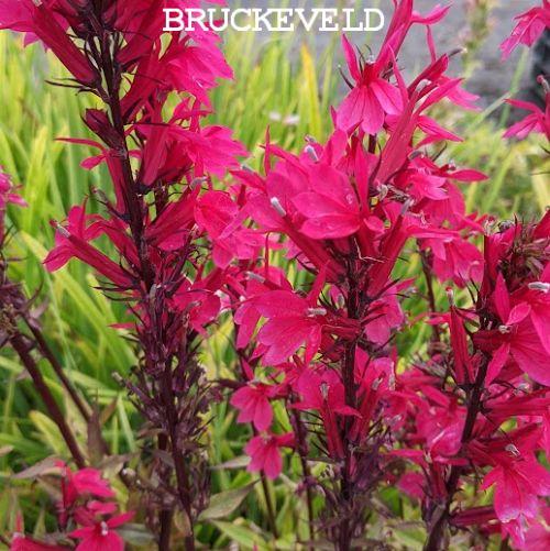 Lobelia spec. 'Starship Pink'