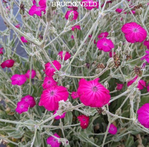 Lychnis coronaria 'Atrosanguinea'