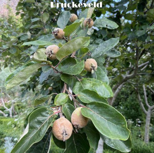 Mespilus germanica  MISPEL