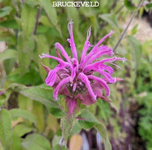 Monarda 'Violet Queen'