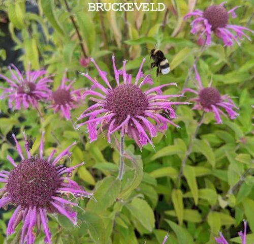 Monarda 'Violet Queen'
