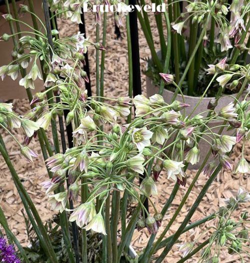 Nectaroscordum sic sbp. bulgaricum