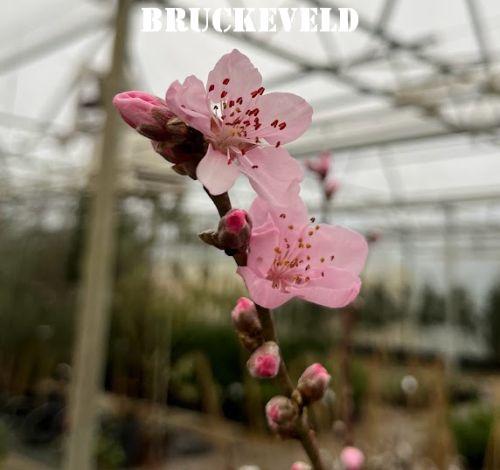 NECTARINE Prunus per.- nuc. 'Flateryna'