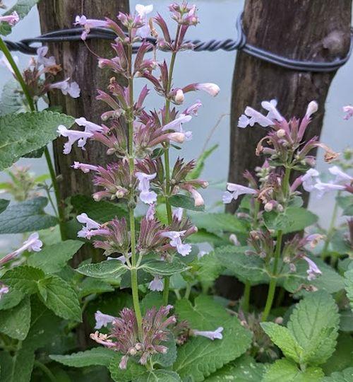 Nepeta grandiflora 'Dawn to Dusk'
