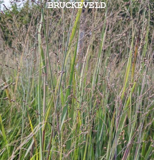 Panicum virgatum 'Cardinal'