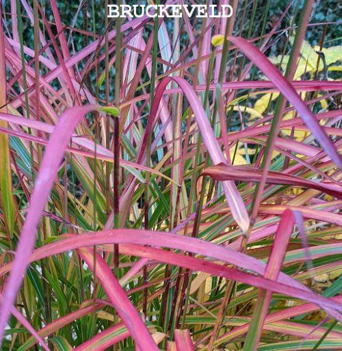 Panicum virgatum 'Kurt Bluemel'
