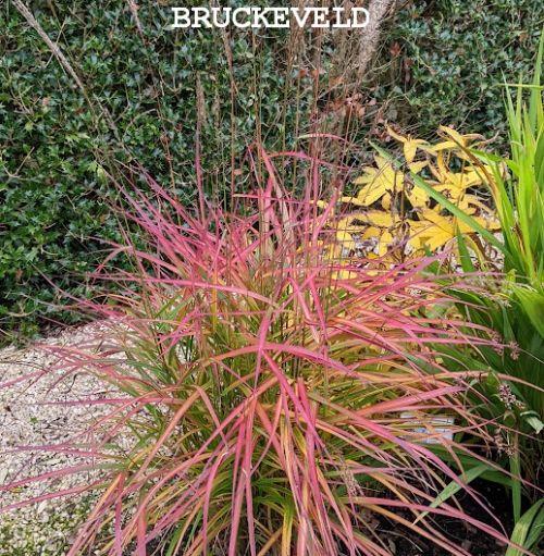 Panicum virgatum 'Kurt Bluemel'