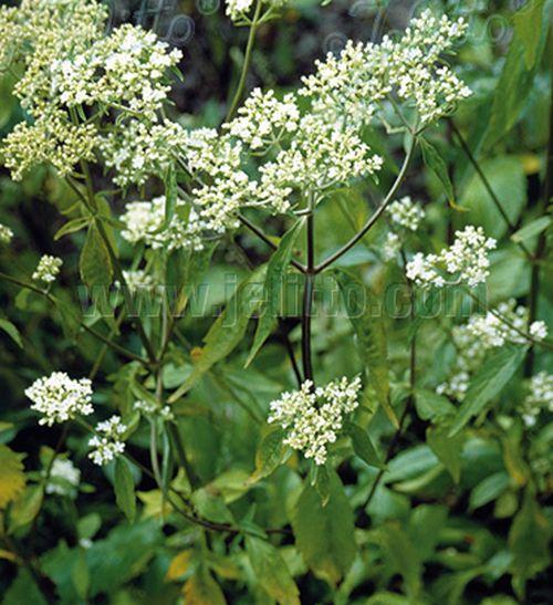 Patrinia villosa
