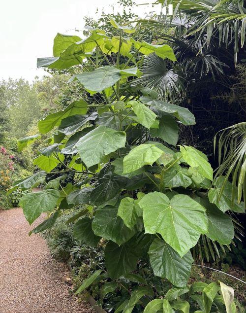 Paulownia tomentosa