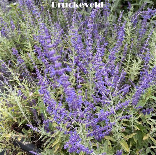 Perovskia atr. 'Zasha'