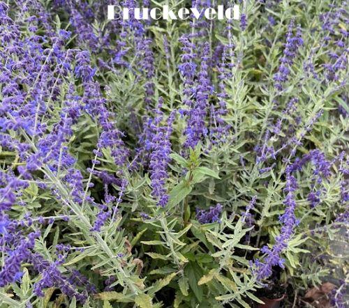 Perovskia atr. 'Zasha'