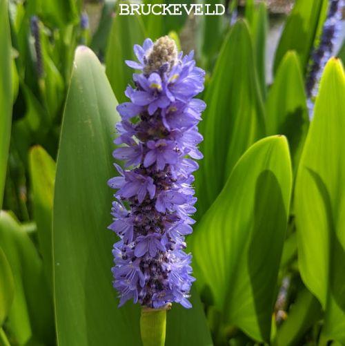 Pontederia cordata