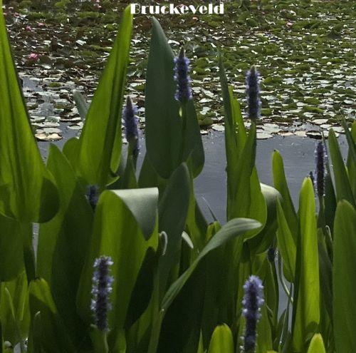 Pontederia cordata