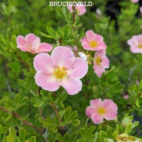 Potentilla fru. 'Pink Beauty' ®
