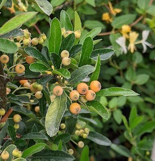 Pyracantha coccinea 'Orange Glow'