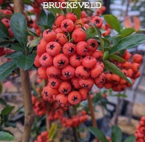 Pyracantha coccinea 'Orange Glow'
