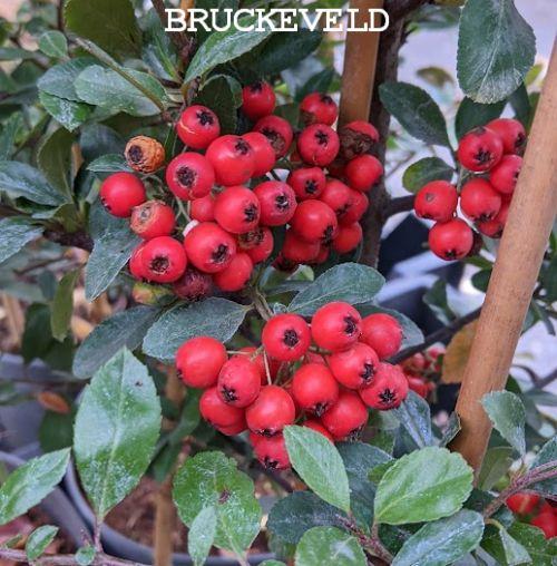 Pyracantha coccinea 'Red Column'