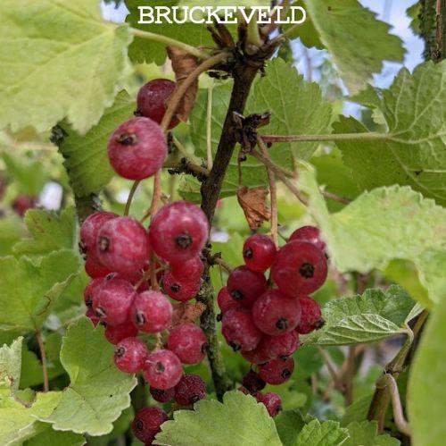 Ribes rubrum 'Rolan'   RODE TROSBES