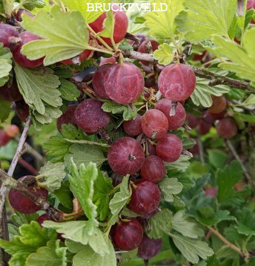 Ribes uva-crispa 'Hinnonmäki Röd'