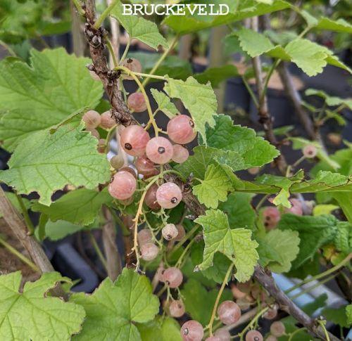 Ribes rubrum 'Witte Versailler'   WITTE TROSBES