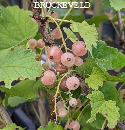 Ribes rubrum 'Witte Versailler'   WITTE TROSBES