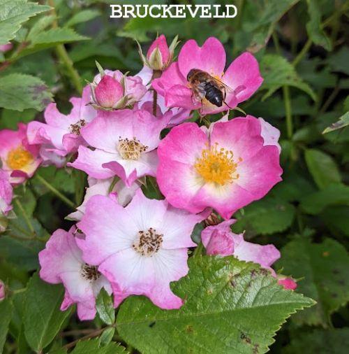 Rosa (stamroos-treur) 'Moschata Ballerina'