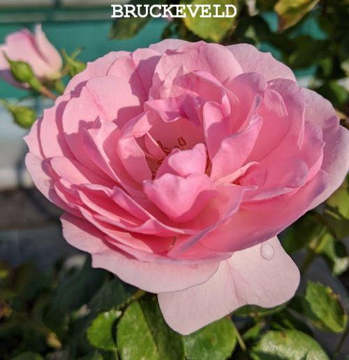 Rosa (stamroos)  'Bonica 82'®