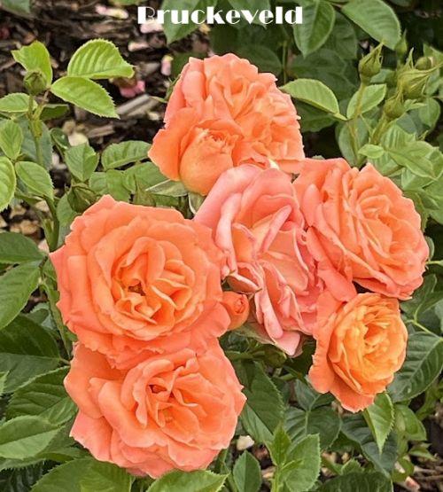 Rosa (klimroos)  'New Dawn'