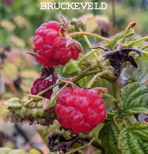 Rubus idaeus 'Autumn Bliss'  HERFSTFRAMBOOS