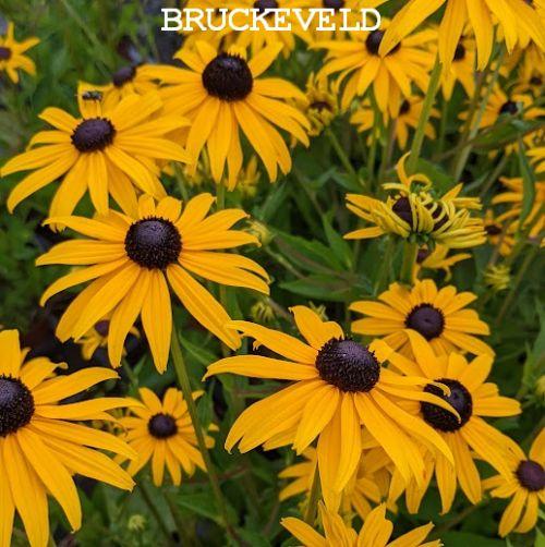 Rudbeckia fulgida 'City Garden'