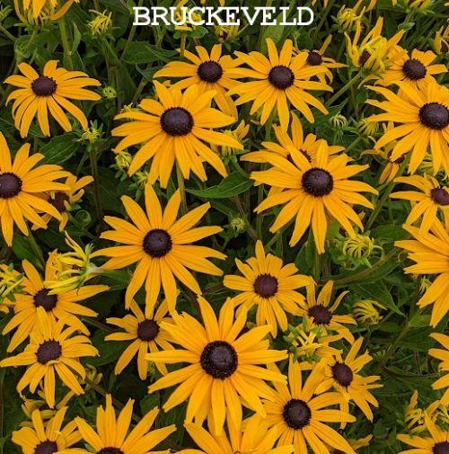 Rudbeckia fulgida 'Goldsturm' Rudbeckia fulgida 'Goldsturm'