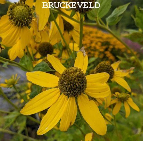 Rudbeckia laciniata