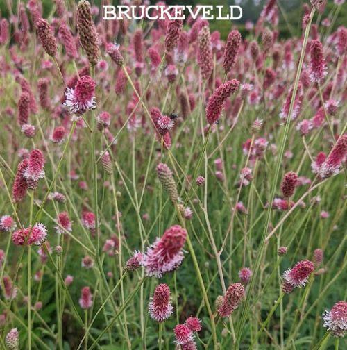 Sanguisorba officinalis 'Pink Tanna'